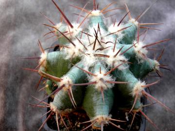 Echinocactus ingens v minor