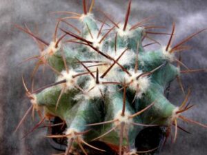Echinocactus platyacanthus (5)