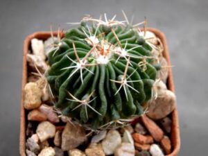 Echinofossulocactus_Francisco Madeiro_7860 Echinofossulocactus sp Francisco Madeiro