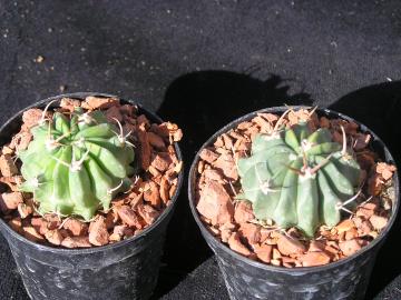 Echinofossulocactus coptonogonus