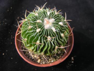 Echinofossulocactus crispatus
