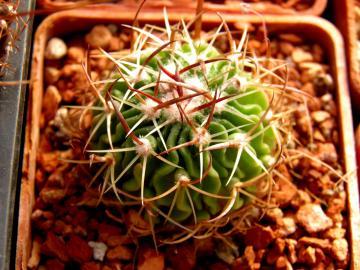 Echinofossulocactus dichroacanthus (1)