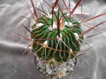 Echinofossulocactus gladiatus