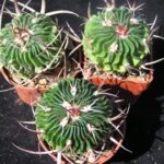 Echinofossulocactus mix