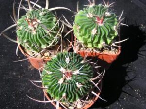 Echinofossulocactus_mix_1129 Echinofossulocactus mix