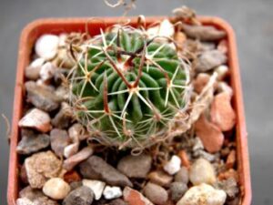 Echinofossulocactus_sp Bermejlo_7862 Echinofossulocactus sp Bermejlo