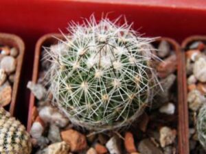 Echinofossulocactus_sp Santa Barbara_7809 Echinofossulocactus sp Santa Barbara (1)