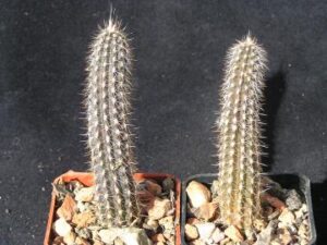 Echinopsis/Setiechinopsis mirabilis