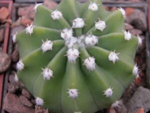 Echinopsis subdenudata