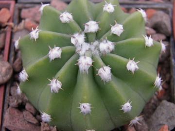 Echinopsis subdenudata