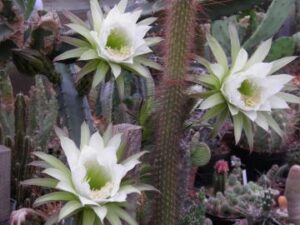 Eriocereus_jusbertii (2)_3250 Eriocereus jusbertii