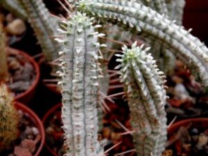 Euphorbia_mamilaris f variegata_7079 Euphorbia mammillaris cv. variegata
