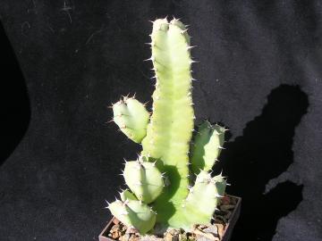 Euphorbia resinifera