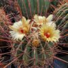 Ferocactus rectispinus (1)