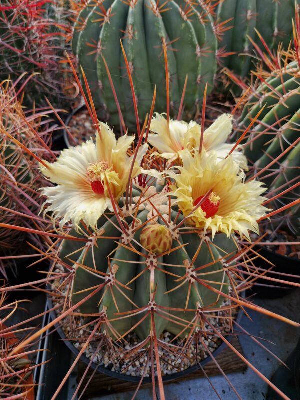 Ferocactus rectispinus (1)