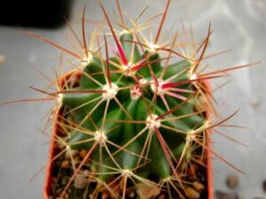 Ferocactus schwarzii x fordii grandiflorus