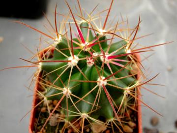 Ferocactus schwarzii x fordii grandiflorus (1)