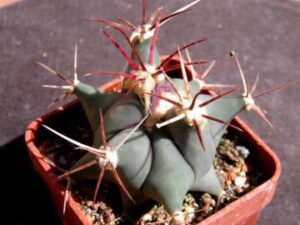 Ferocactus emoryi (10)