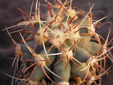 Ferocactus emoryi