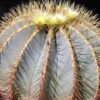 Ferocactus glaucescens (3)