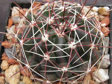 Ferocactus hamatacanthus