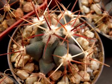 Ferocactus emoryi (9)
