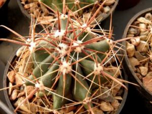 Ferocactus herrerae