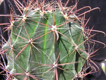 Ferocactus herrerae (2)