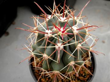 Ferocactus herrerae (3)