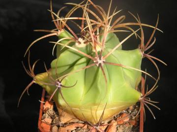 Ferocactus histrix