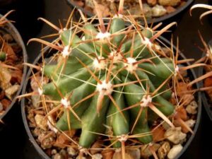 Ferocactus horridus v brevispinus