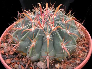 Ferocactus latispinus
