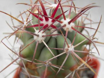Ferocactus peninsulae (1)