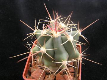 Ferocactus peninsulae