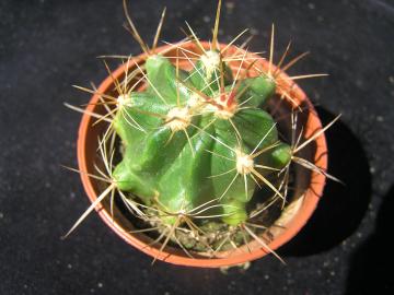 Ferocactus robustus