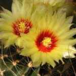 semena Ferocactus setispinus