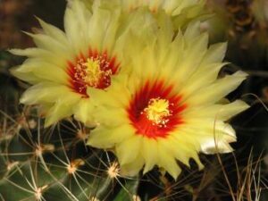 Ferocactus setispinus