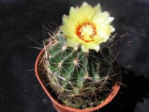 Ferocactus setispinus (1)