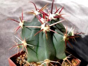Ferocactus sp IDD 1697