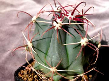 Ferocactus townsendianus (4)