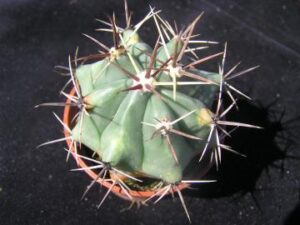 Ferocactus townsendianus (1)