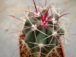 Ferocactus viscainensis (1)