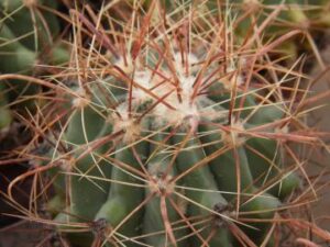 Ferocactus wislizenii (1)