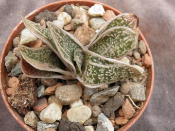Gasteria cv.Little Warty