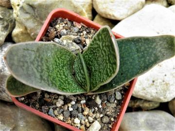 Gasteria maxima