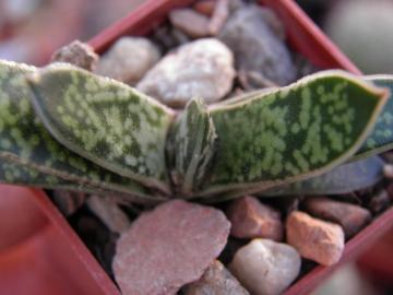 Gasteria bicolor v liliputana
