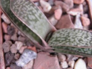 Gasteria prolifera