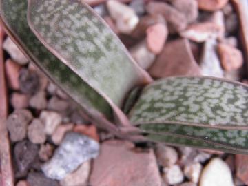 Gasteria prolifera