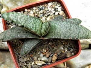 Gasteria vlokii