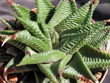 Haworthia limifolia